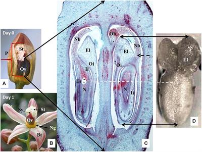 Studies on Gynogenesis Induction in Cassava (Manihot esculenta Crantz) Unpollinated Ovule Culture